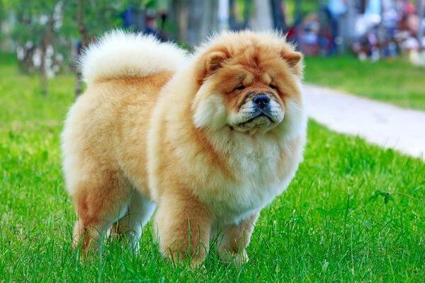 Chow Chow