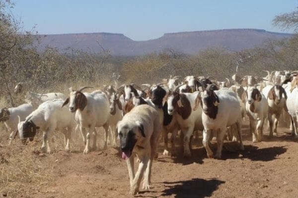 9. Dogs try to involve their owners in their herd - Show Your Dog