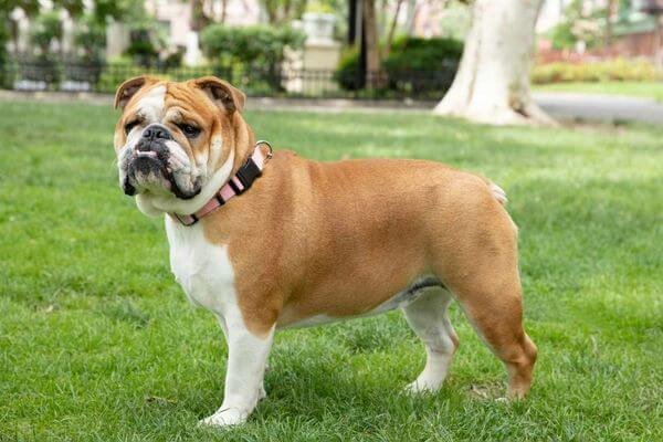 English Bulldog - Expensive Dog Breeds