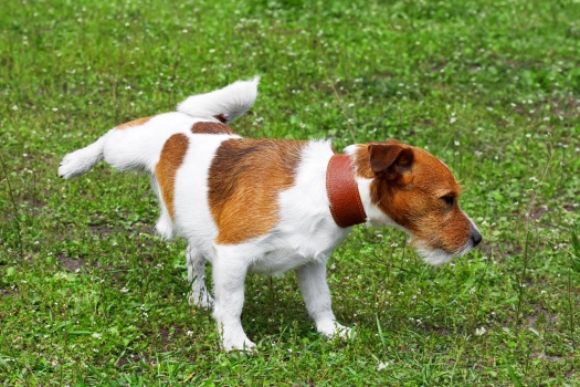 How to Stop Your Dog from Urinating on the Grass? 