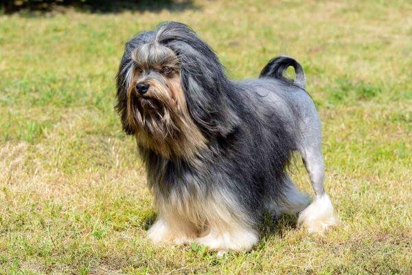 Lowchen - Expensive Dog Breeds
