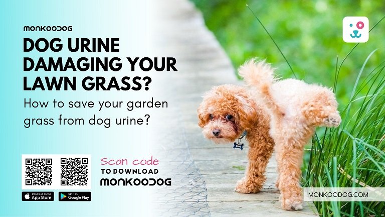 Mega Guide to Stop Dog Urine from Damaging Your Grass
