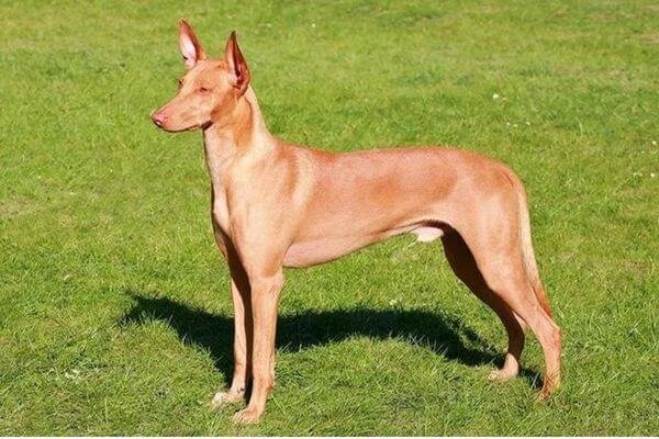 Pharaoh Hound - Expensive Dog Breeds