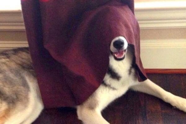 Play Hide and Seek with your Dog