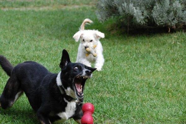 Play a Fetch or a Frisby game with your dog - Dog's Energy