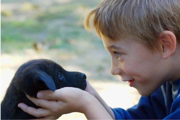 They are often making eye contact with their owner - Show Your Dog