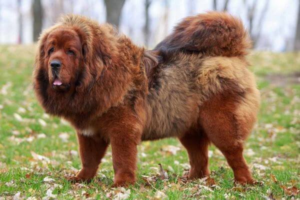 Tibetan Mastiff - Expensive Dog Breeds