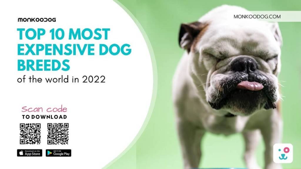 Top 10 Most Expensive Dog Breeds Of The World In 2022