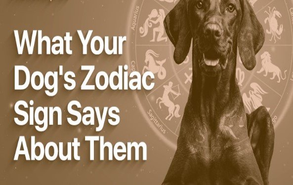 Why Does It Be Important To Know About Your Dog Zodiac Signs?