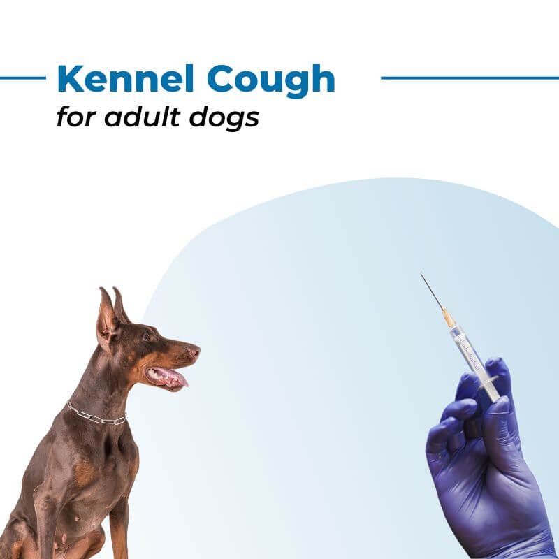 thumbnail image 2 of Natural Antibiotics For Dogs Antibiotics For Dogs Dog Cough - Kennel Cough - Dog Allergy Relief - Supplements For Dogs & Cats H Antibiotic For Dogs Dog Antibiotics Without Vet 2 of 10