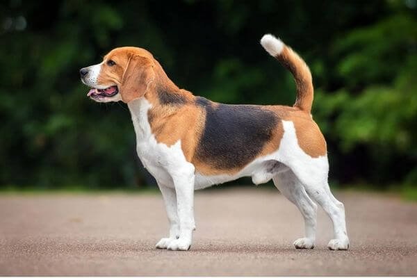 Beagle - Best Family Dog