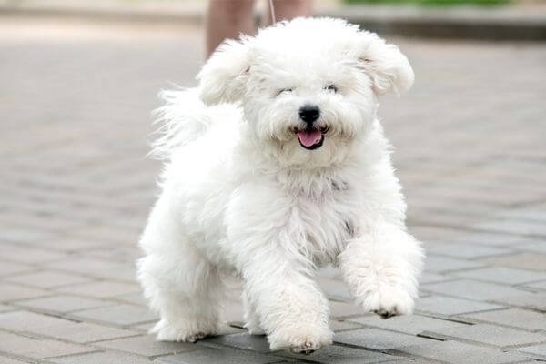 Bichon Frise - Best Family Dog