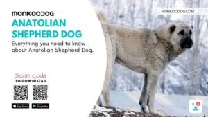 Everything You Want To Know About Anatolian Shepherd Dog