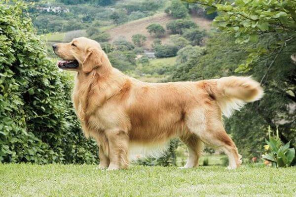 Golden Retriever