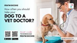 How often you should take your dog to a vet