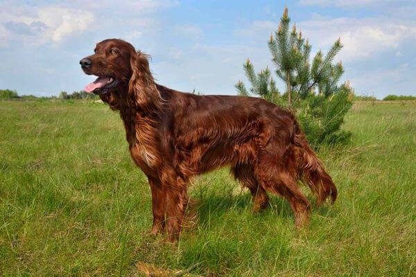 Irish Setter - Best Family Dog