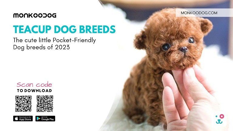 Teacup Dog Breeds The Pocket-Friendly Dogs