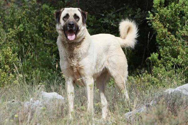 What is an Anatolian Shepherd Dog?