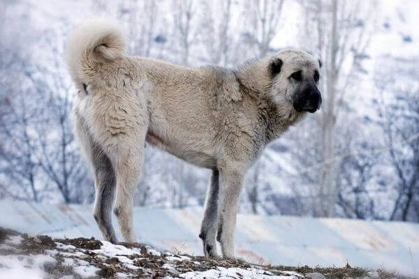 Why Are Anatolian Shepherd Dogs Breed Rare?