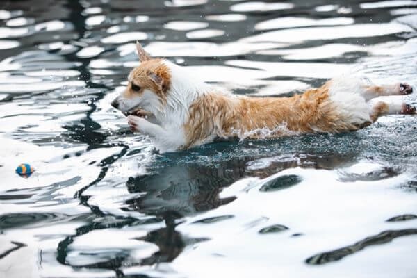 Dock Diving - Healthy Activities for Dogs