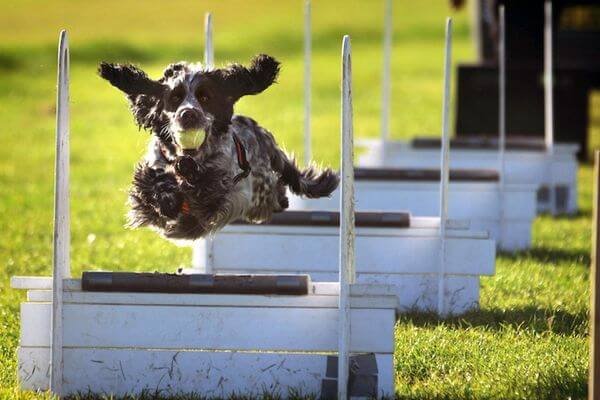 Flyball - Healthy Activities for Dogs