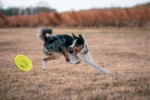Frisbee - Healthy Activities for Dogs
