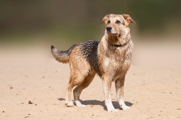 German Sheprador - Mixed Dog Breeds