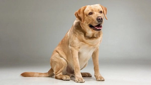 Goldadar - Mixed Dog Breeds