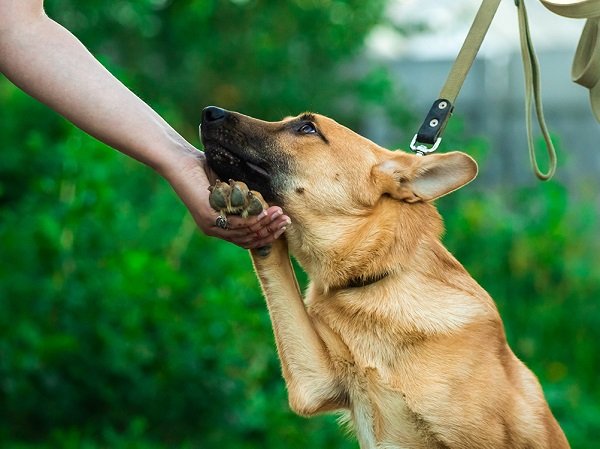 How to Calm a Dog with Anxiety and Stress