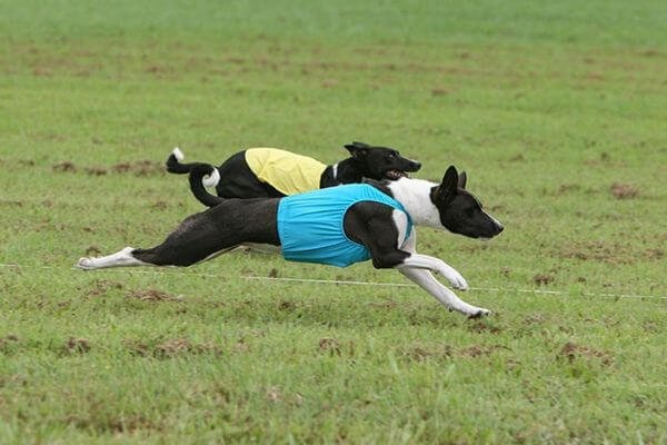 Lure Coursing - Healthy Activities for Dogs
