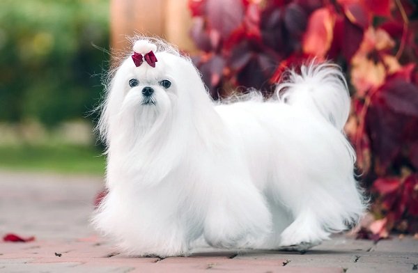 Maltese - Hypoallergenic Dog Breeds