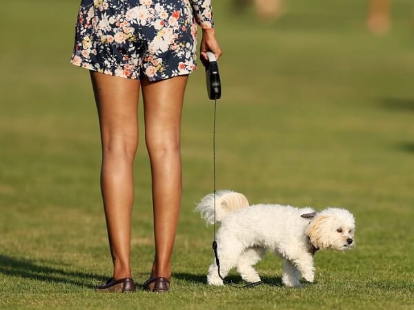 Ready For The Responsibility - Four-Legged Friend