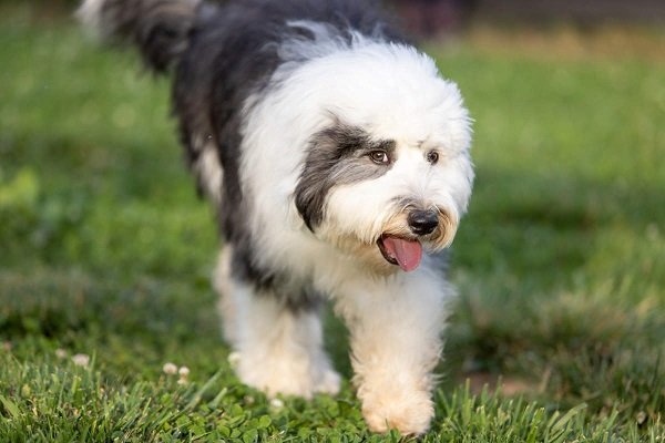 Sheepadoodle