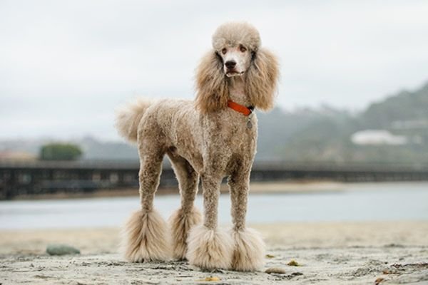 Standard-Poodle