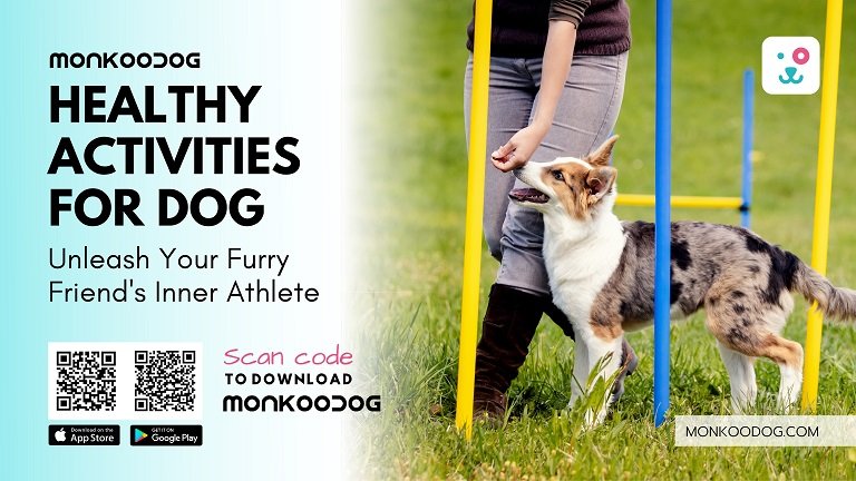 Unleash Your Furry Friend's Inner Athlete The Top Healthy Activities for Dogs