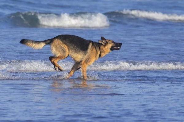 German Shepherds