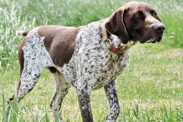 German Shorthaired Pointers