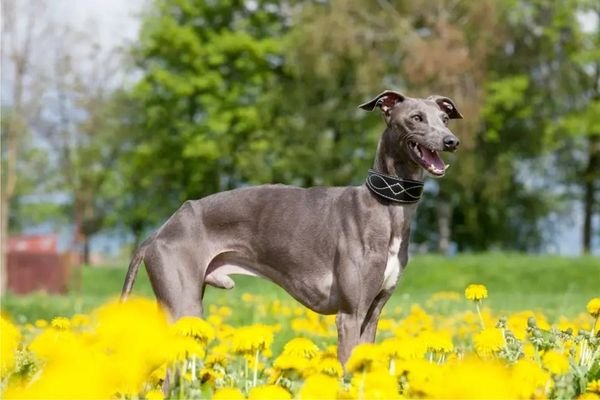 Greyhounds - Best Running Partners