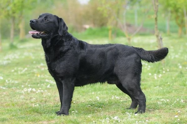 Labrador Retrievers