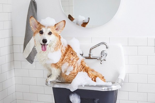Use The Right Shampoo For Their Coat - Bath Time