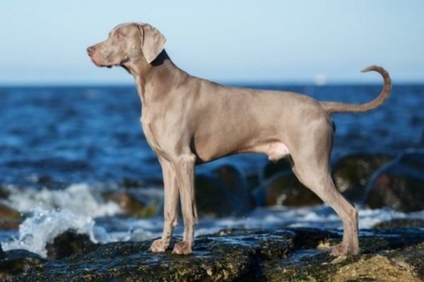 Weimaraners - Best Running Partners