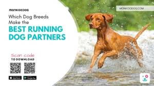 Which Dog Breeds Make the Best Running Partners