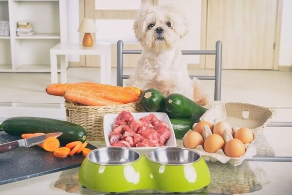 Feed the Right Diet for Your Dog's Liver Condition - Care for a Dog