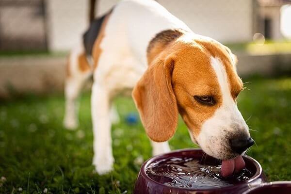 Make Sure Your Pet Is Getting Enough Water and Electrolytes - Care For a Dog