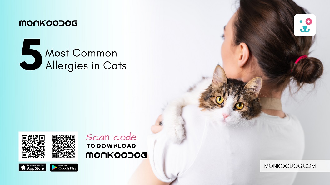 5 Most Common Allergies in Cats - Monkoodog