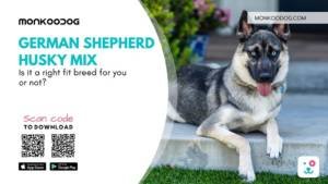 4 Reasons Why German Shepherd Husky Mix Is the Best for You