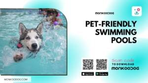 pet friendly swimming pool