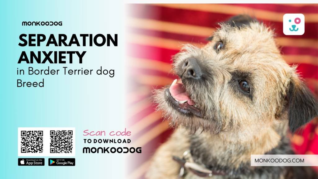 Separation Anxiety in Border Terriers: 5