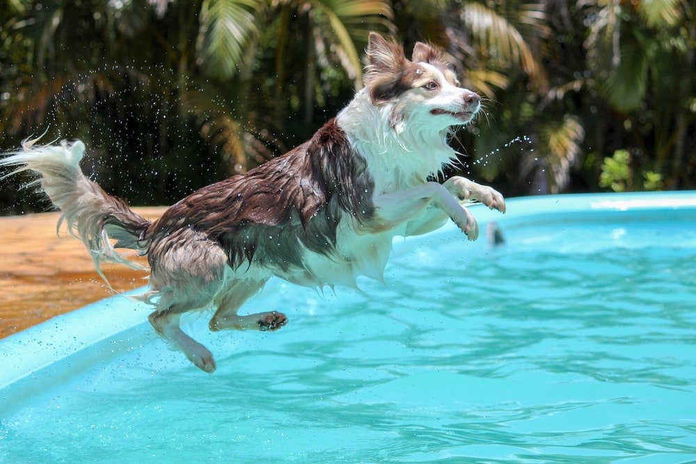 Dog jumping in Pet-friendly Swimming Pool