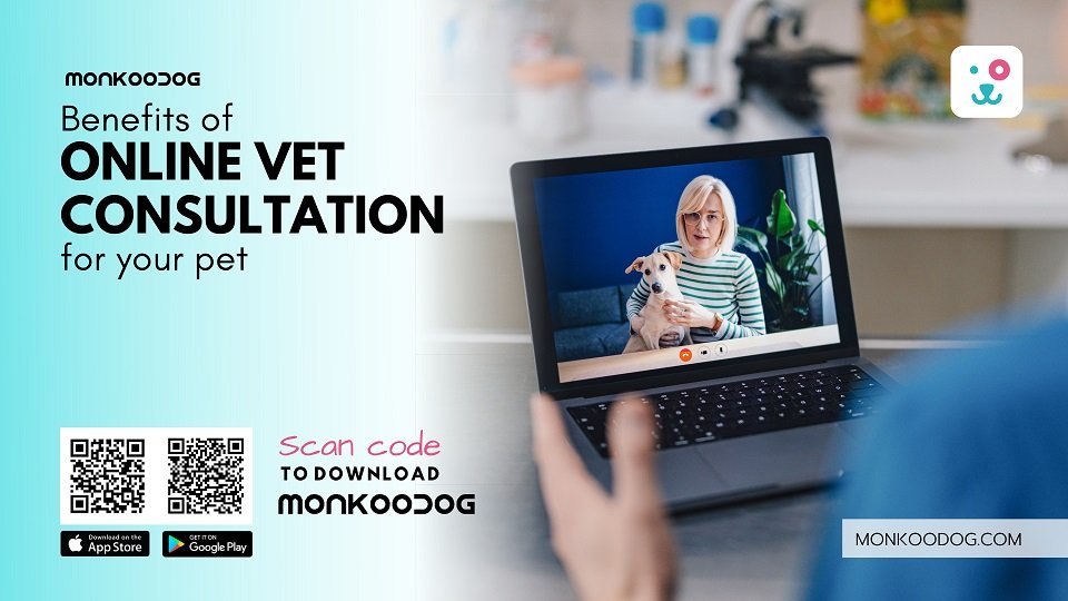 Benefits Of Online Vet Consultations For Your Dogs Monkoodog